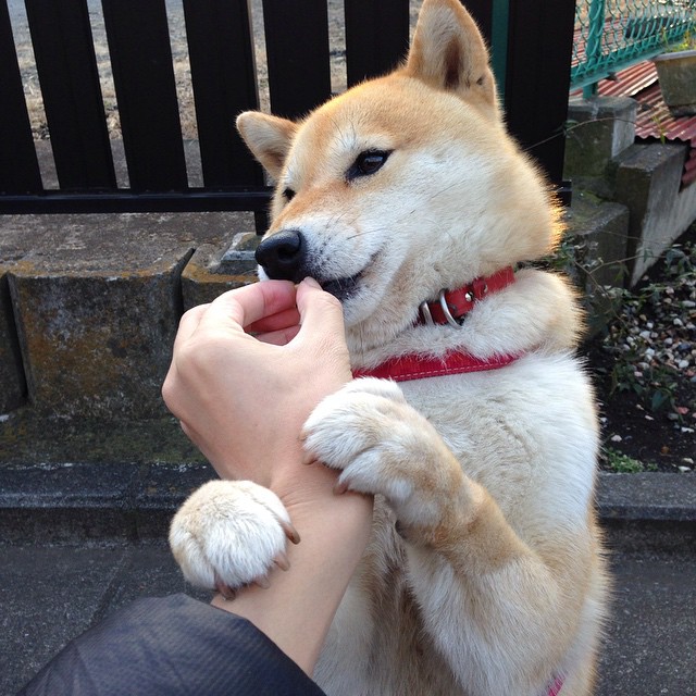 开云下载-史上最大“黑马队”逆袭欧洲之巅，世界上最大的黑马王子